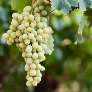 Weintraube 'Millenium'
