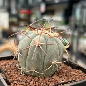 Echinocactus horizontalthalonius