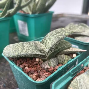 Gasteria armstrongii