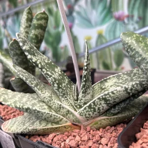 Gasteria retusa