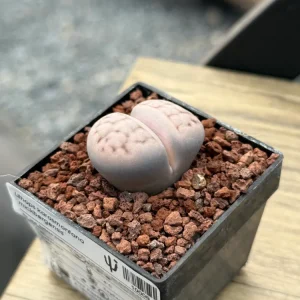 Lithops karasmontana „Mickbergensis“