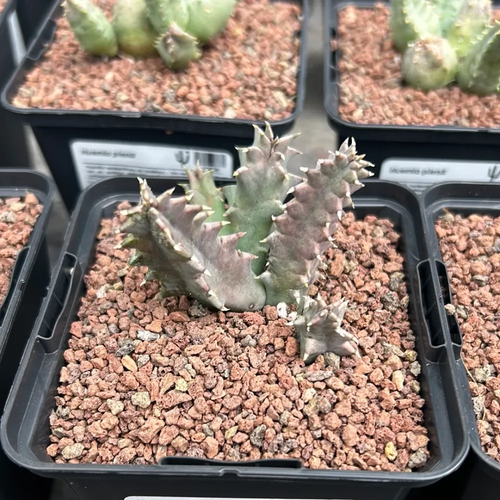 Stapelia Macrocarpa